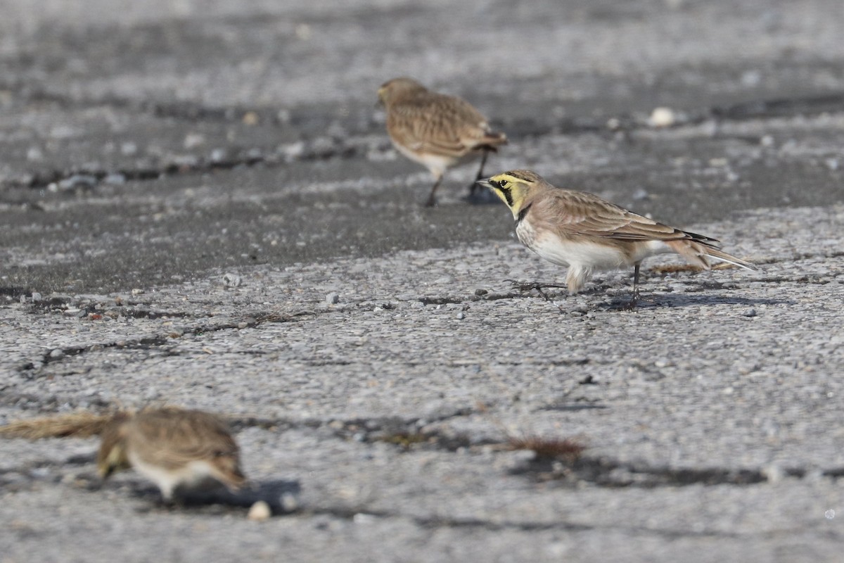 Alondra Cornuda - ML645574953