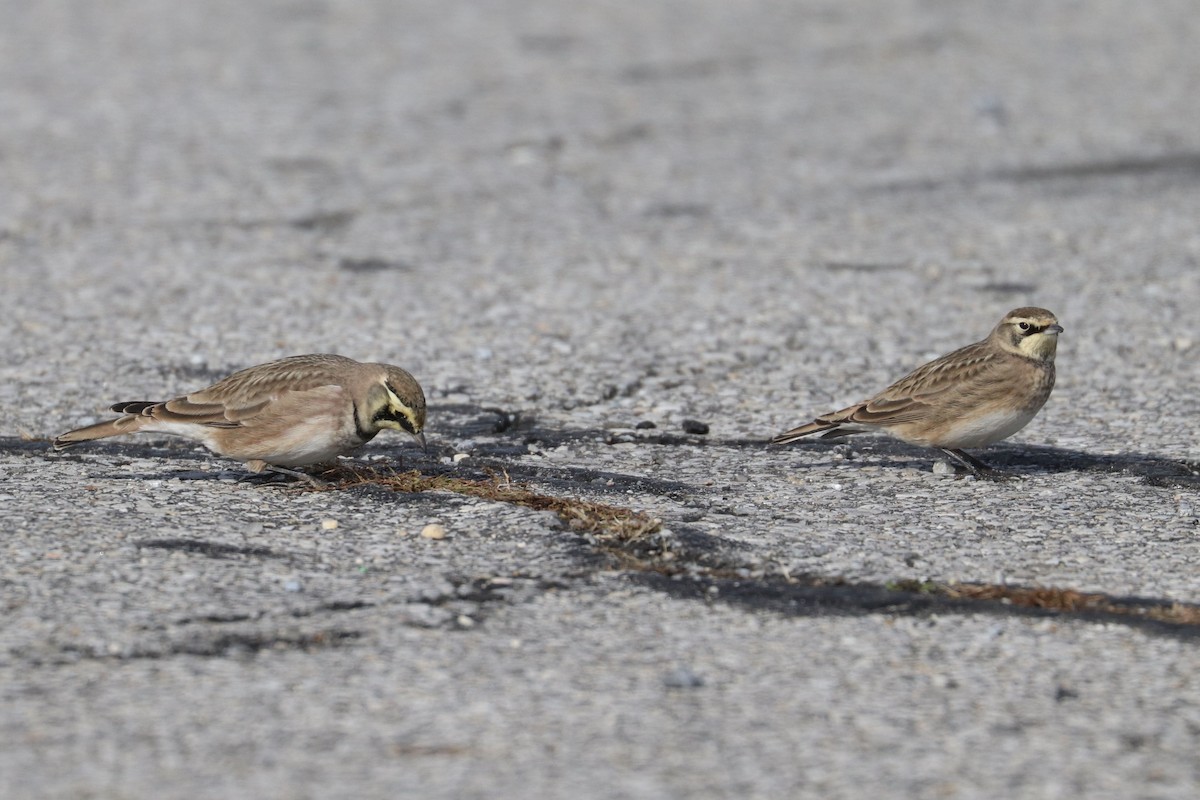 Alondra Cornuda - ML645574954