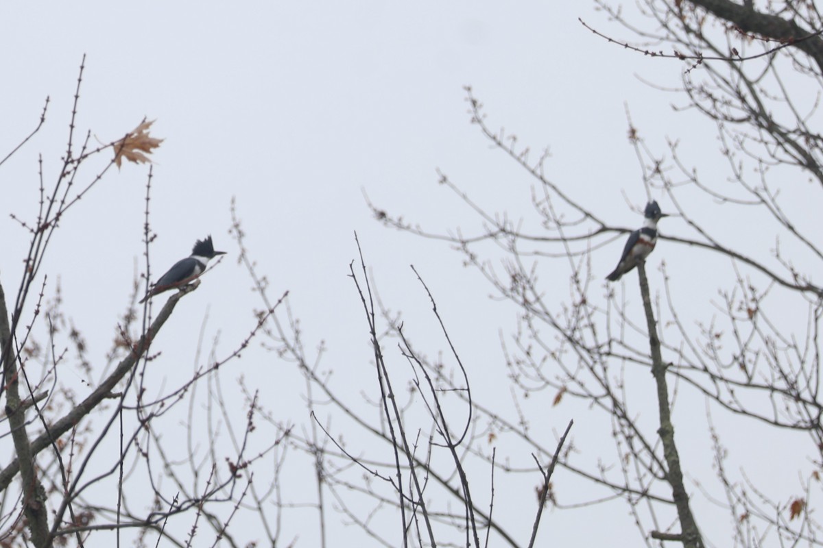 Belted Kingfisher - ML645574955