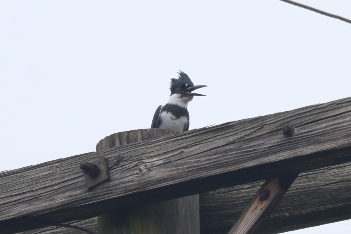 Belted Kingfisher - ML645574956