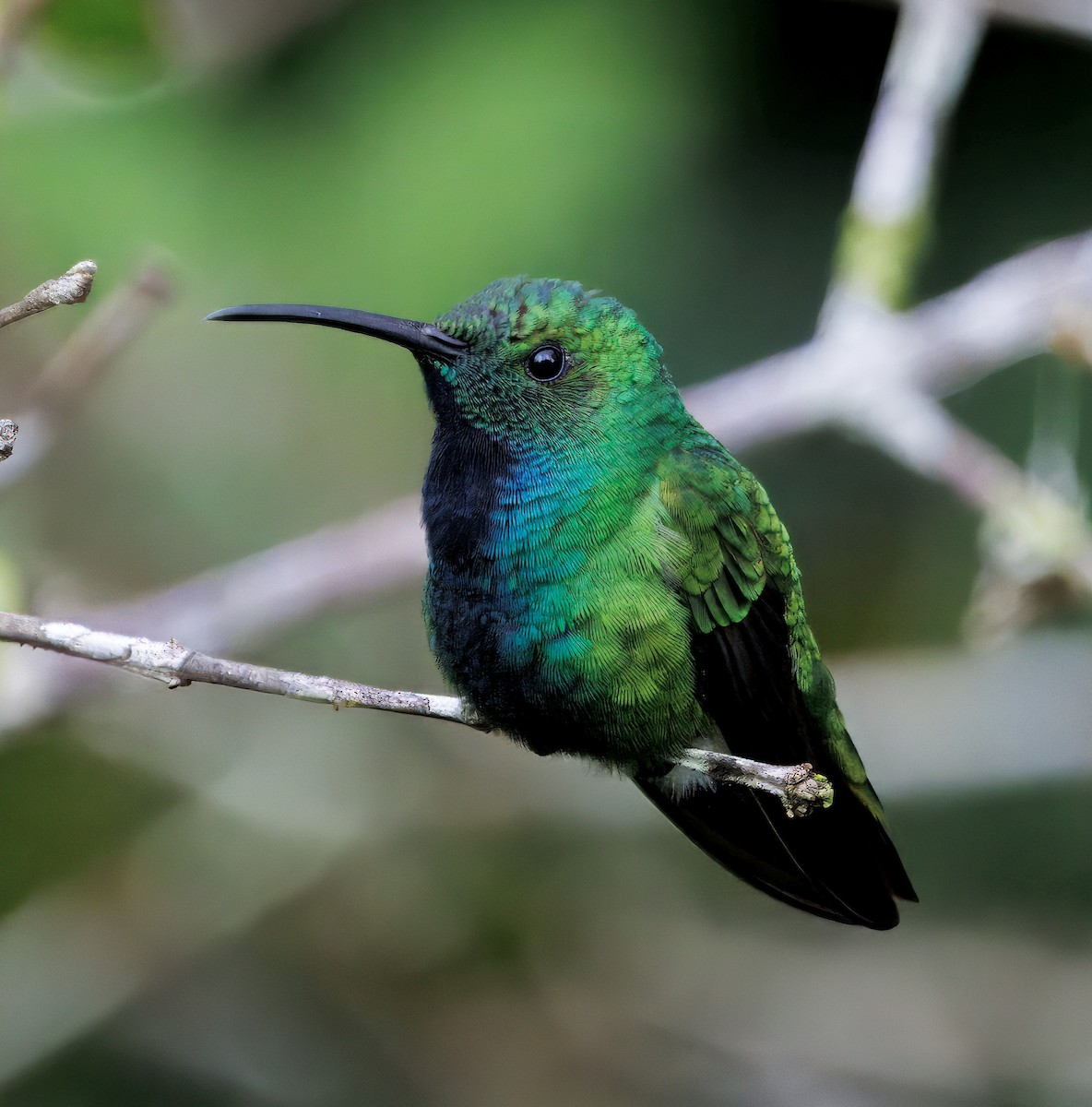 Green-breasted Mango - ML645574961