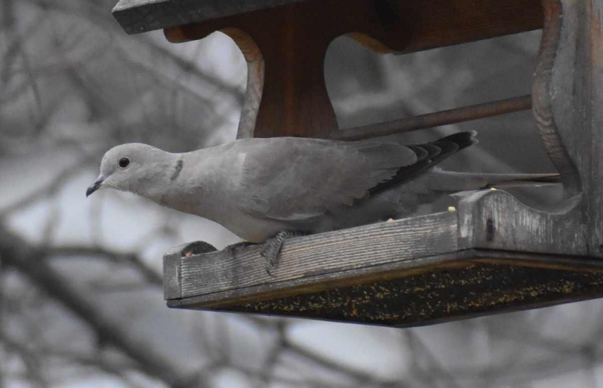 Eurasian Collared-Dove - ML645574986