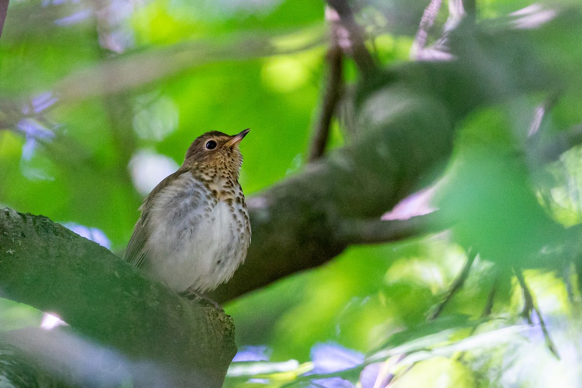 Swainson's Thrush - ML645574991