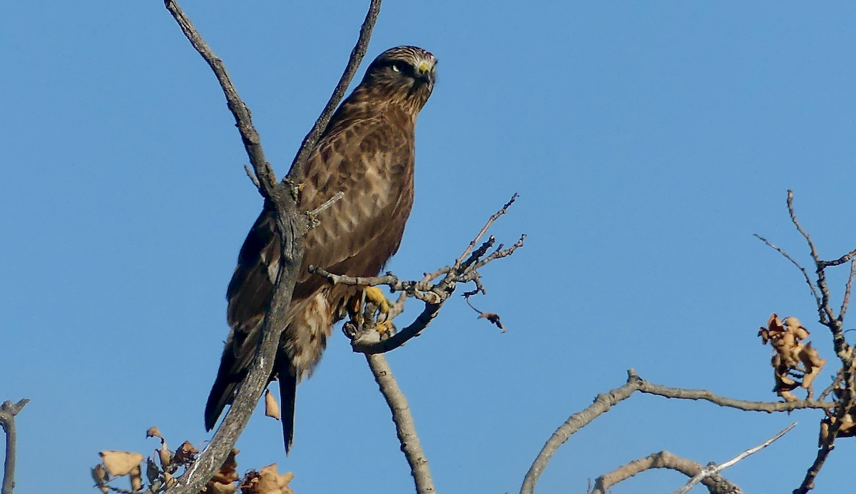 Poiana calzata - ML645575000