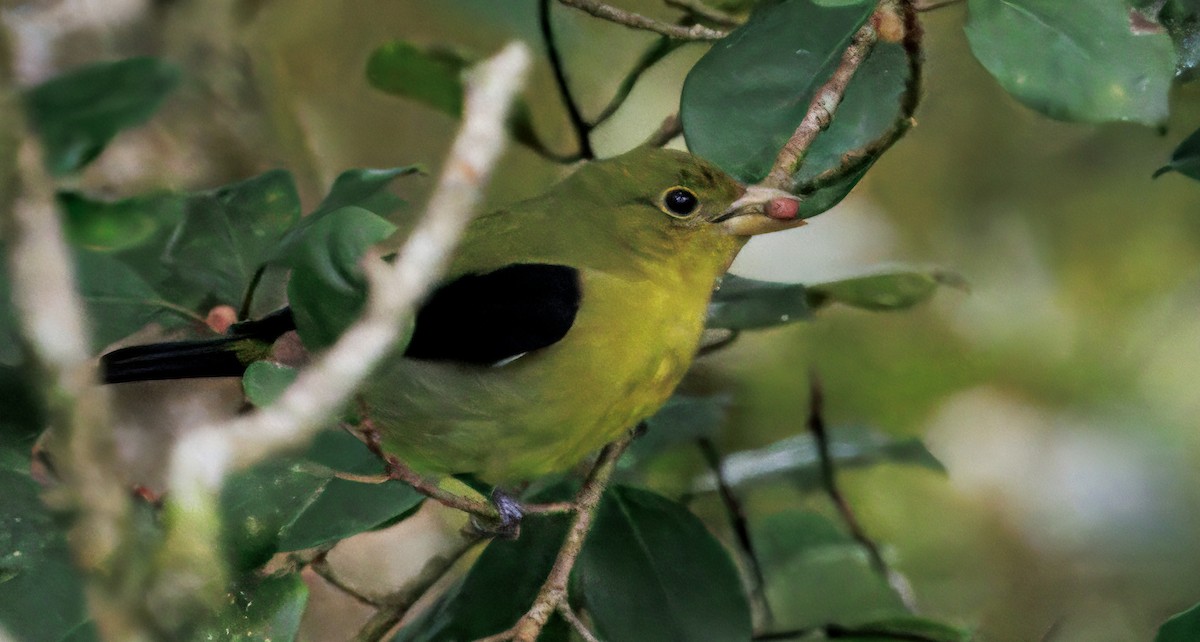 Scarlet Tanager - ML645575003