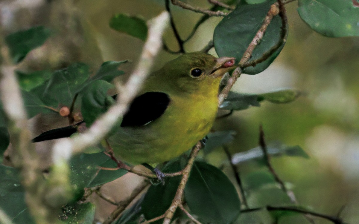 Scarlet Tanager - ML645575004