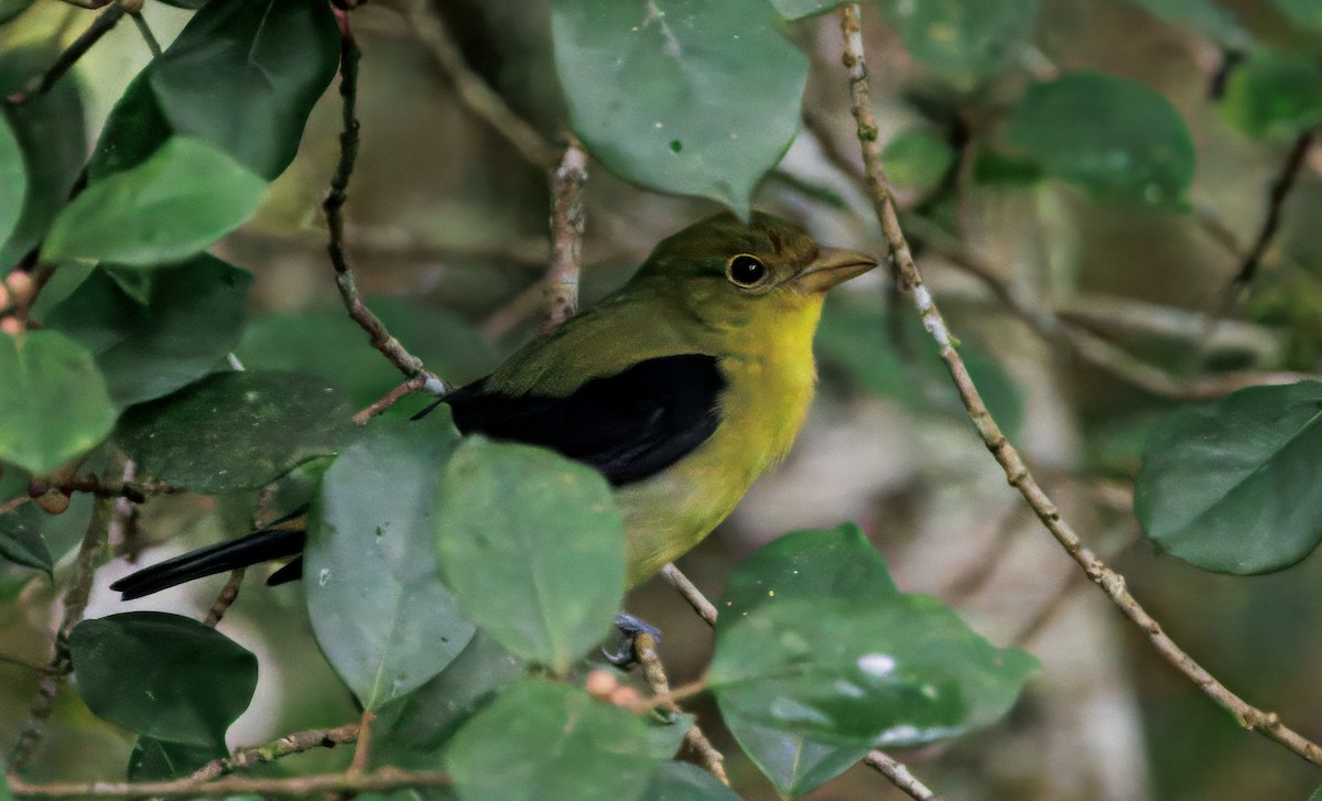 Scarlet Tanager - ML645575005