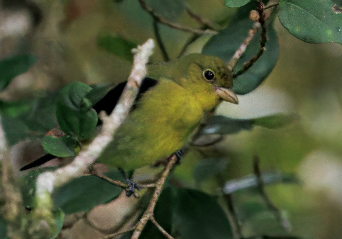 Scarlet Tanager - ML645575006