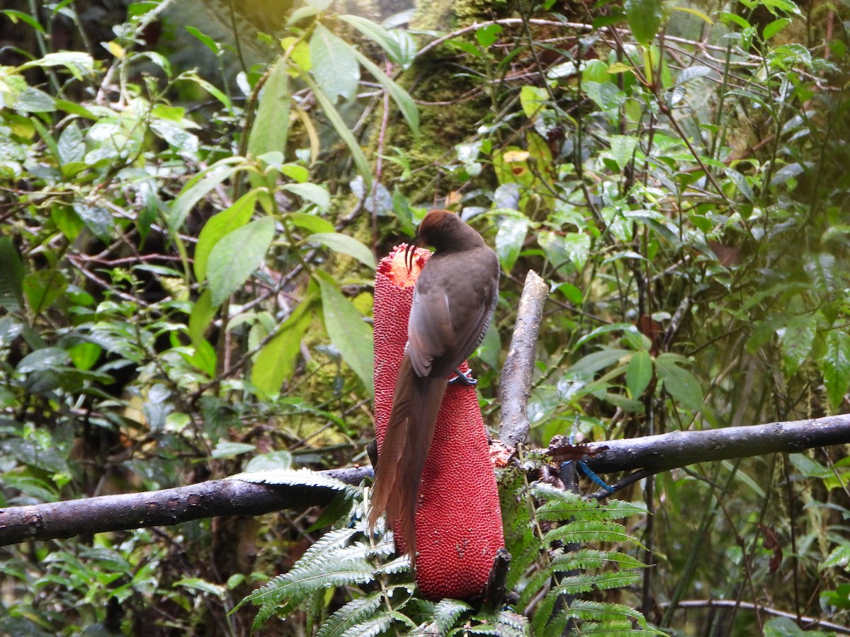 Black Sicklebill - ML645575014