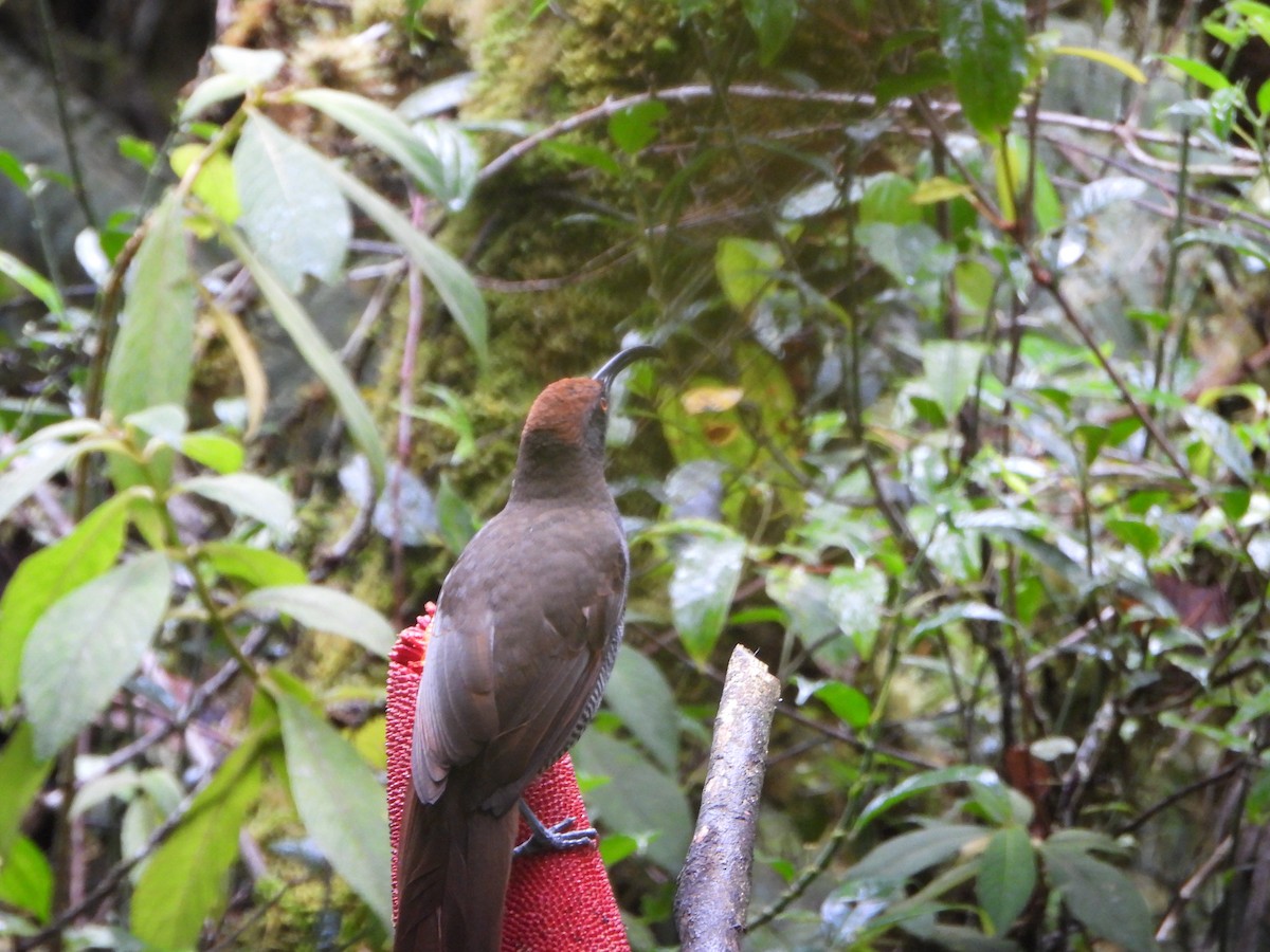 Black Sicklebill - ML645575015