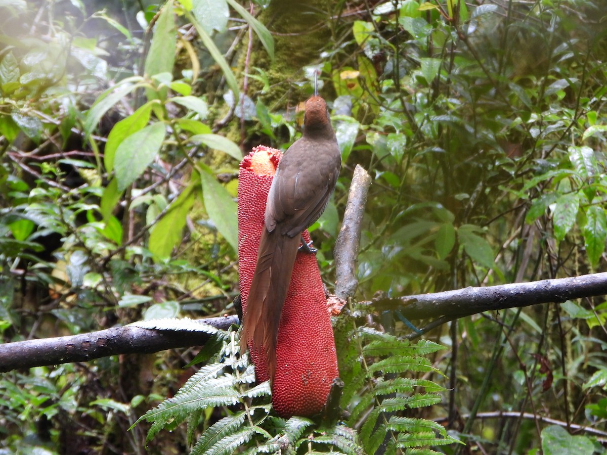 Black Sicklebill - ML645575016