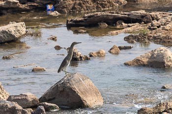 Indian Pond-Heron - ML645575028