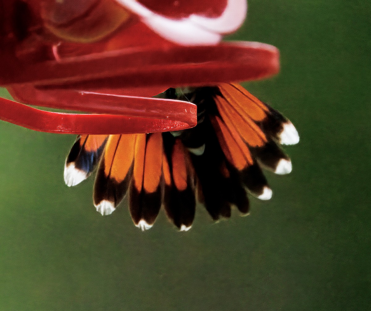 Green-breasted Mango - ML645575029