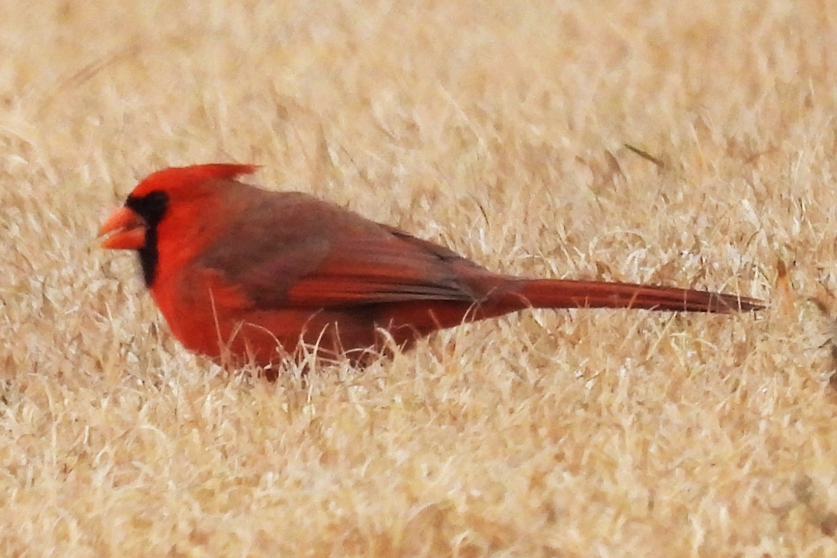 Красный кардинал - ML645575030