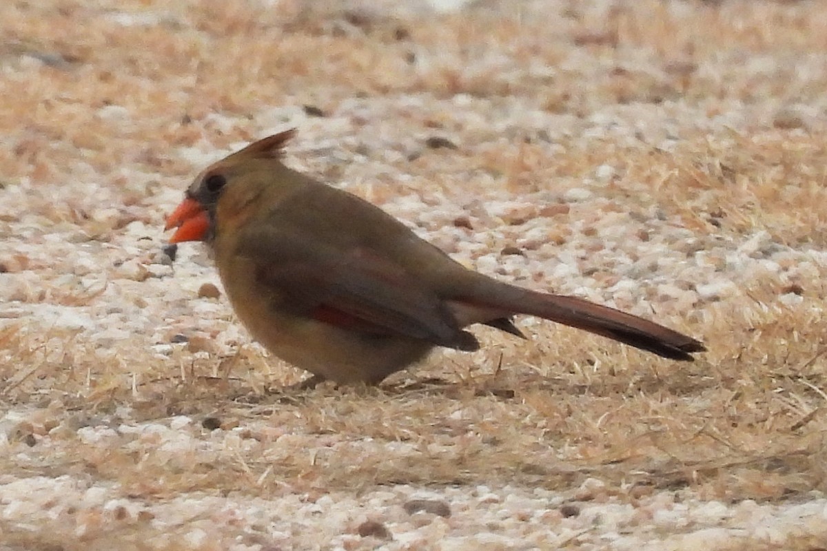 Красный кардинал - ML645575035