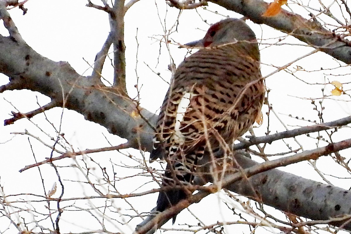 Northern Flicker (Red-shafted) - ML645575042