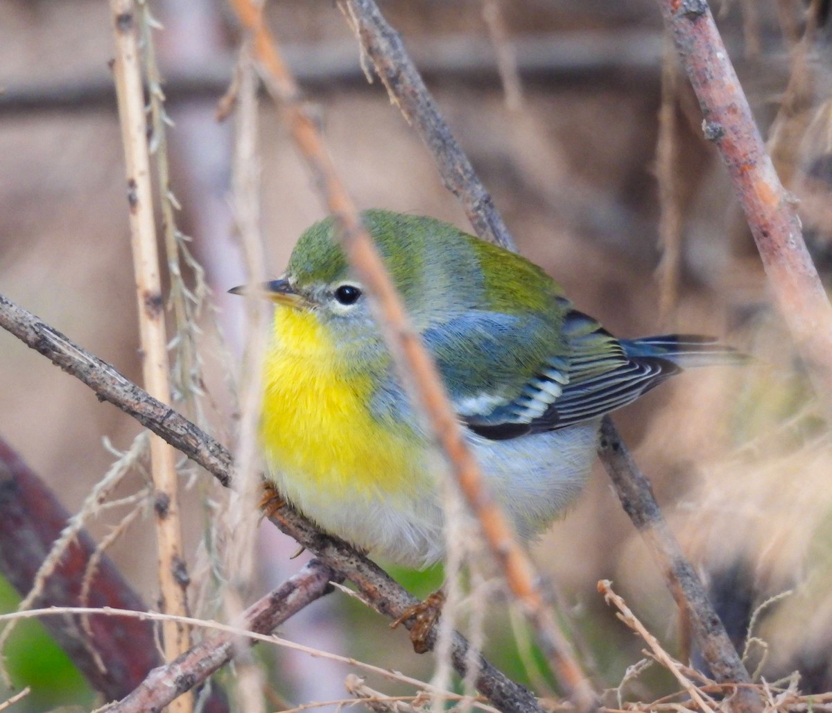 Northern Parula - ML645575049