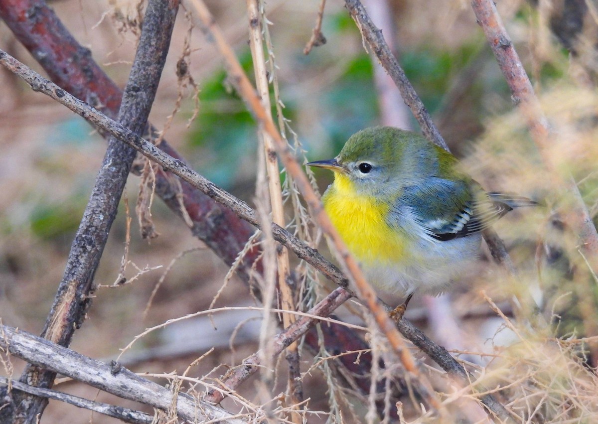 Northern Parula - ML645575050