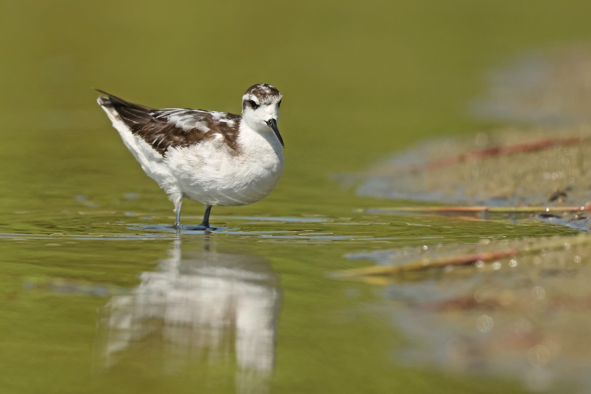 Red-necked Phalarope - ML645575058