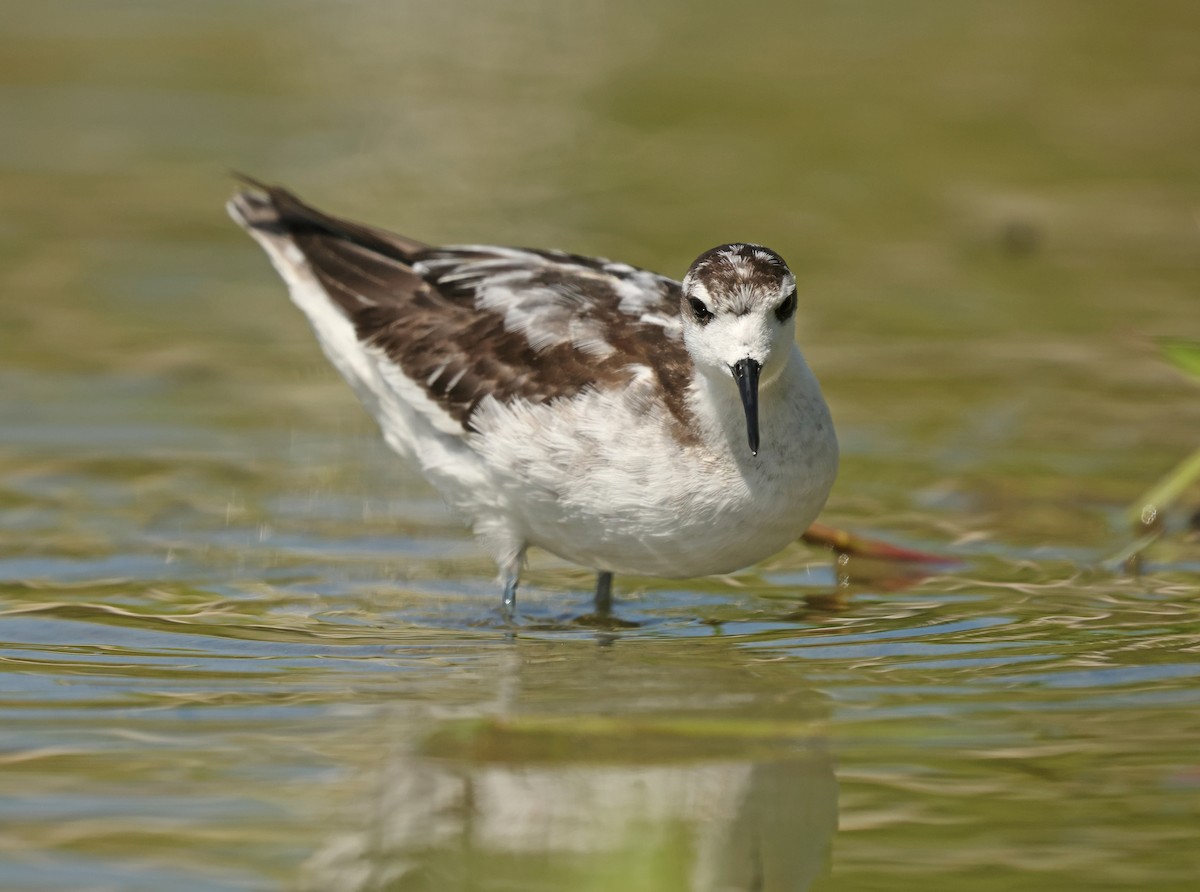 Red-necked Phalarope - ML645575059