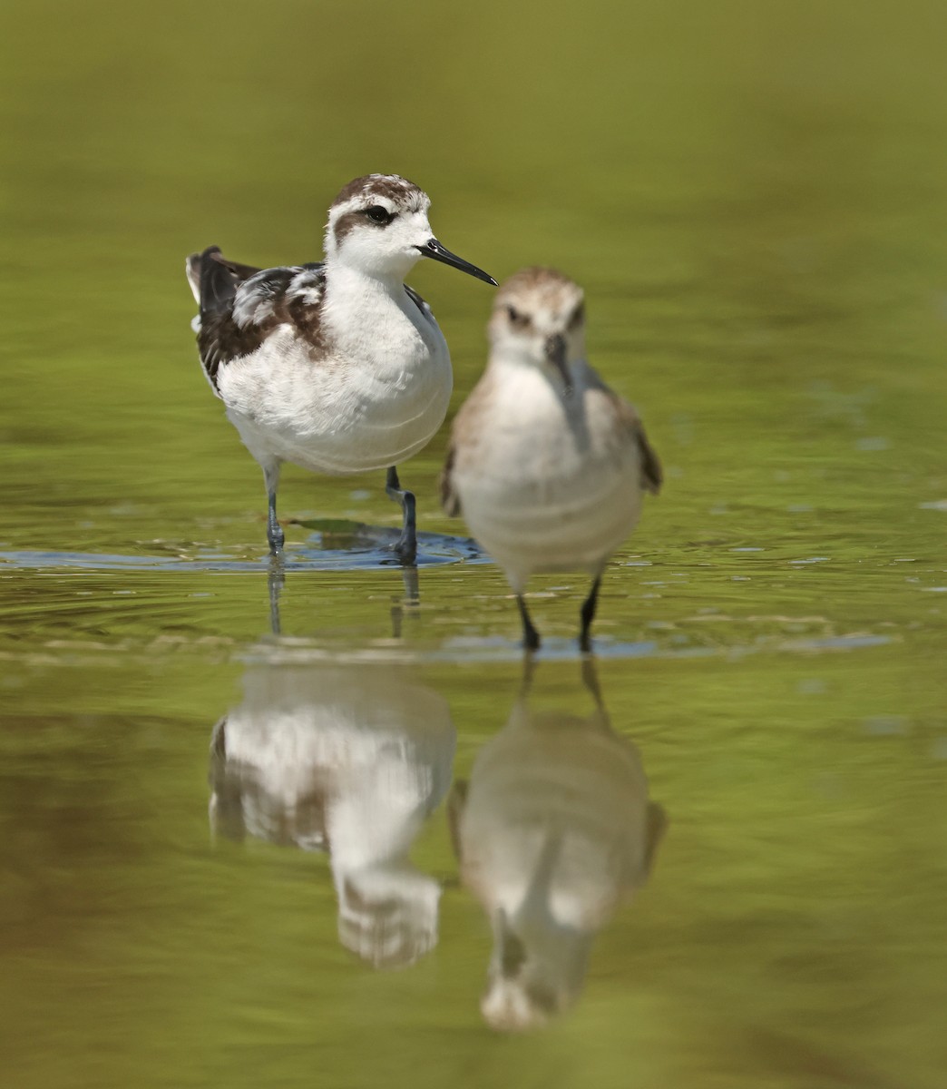 Red-necked Phalarope - ML645575060