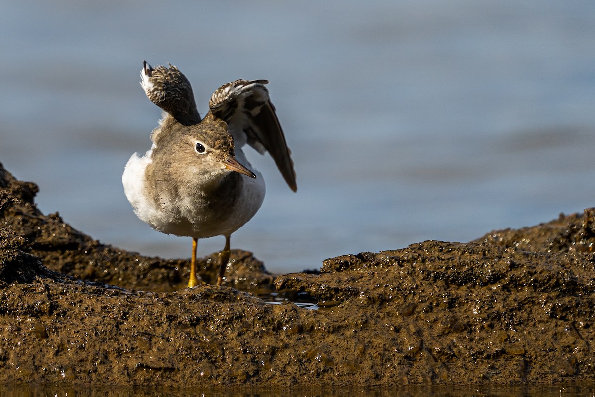 Spotted Sandpiper - ML645575062