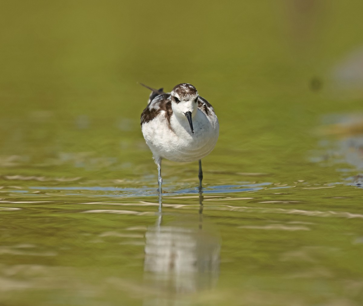 Red-necked Phalarope - ML645575063