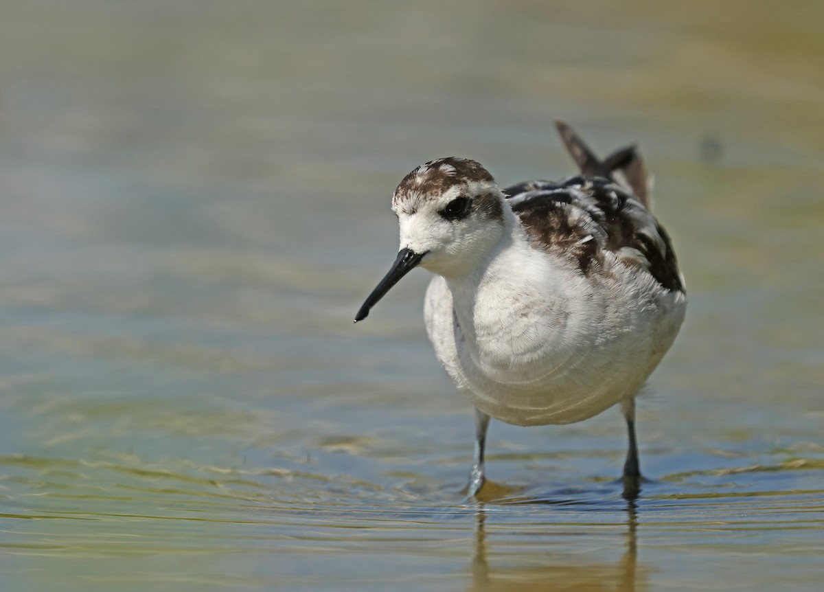Red-necked Phalarope - ML645575064