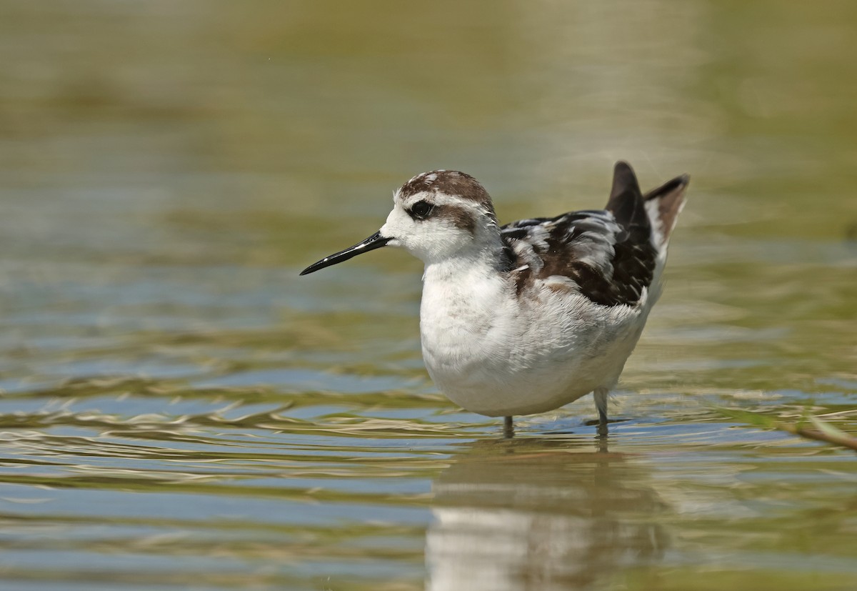 Red-necked Phalarope - ML645575067