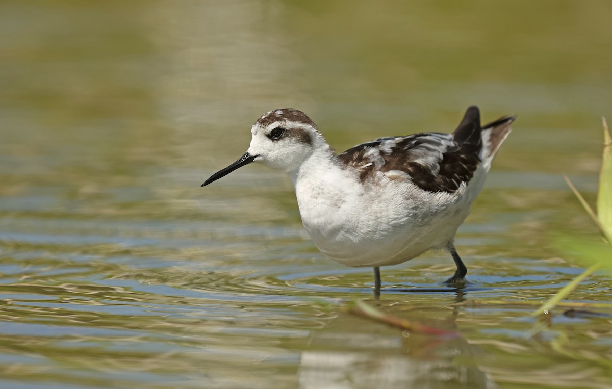 Red-necked Phalarope - ML645575068