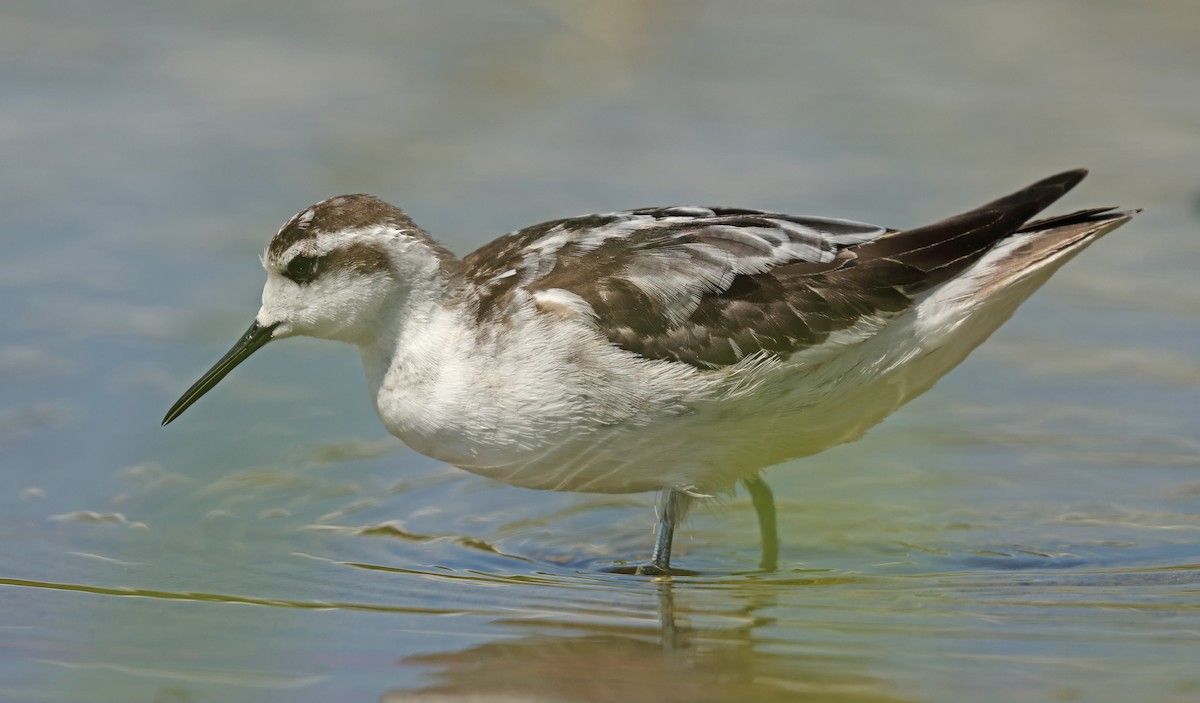 Red-necked Phalarope - ML645575069