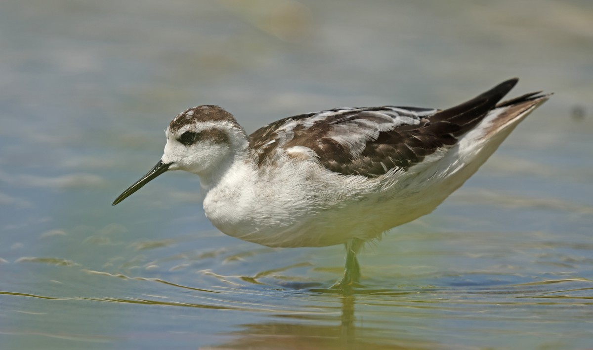 Red-necked Phalarope - ML645575070