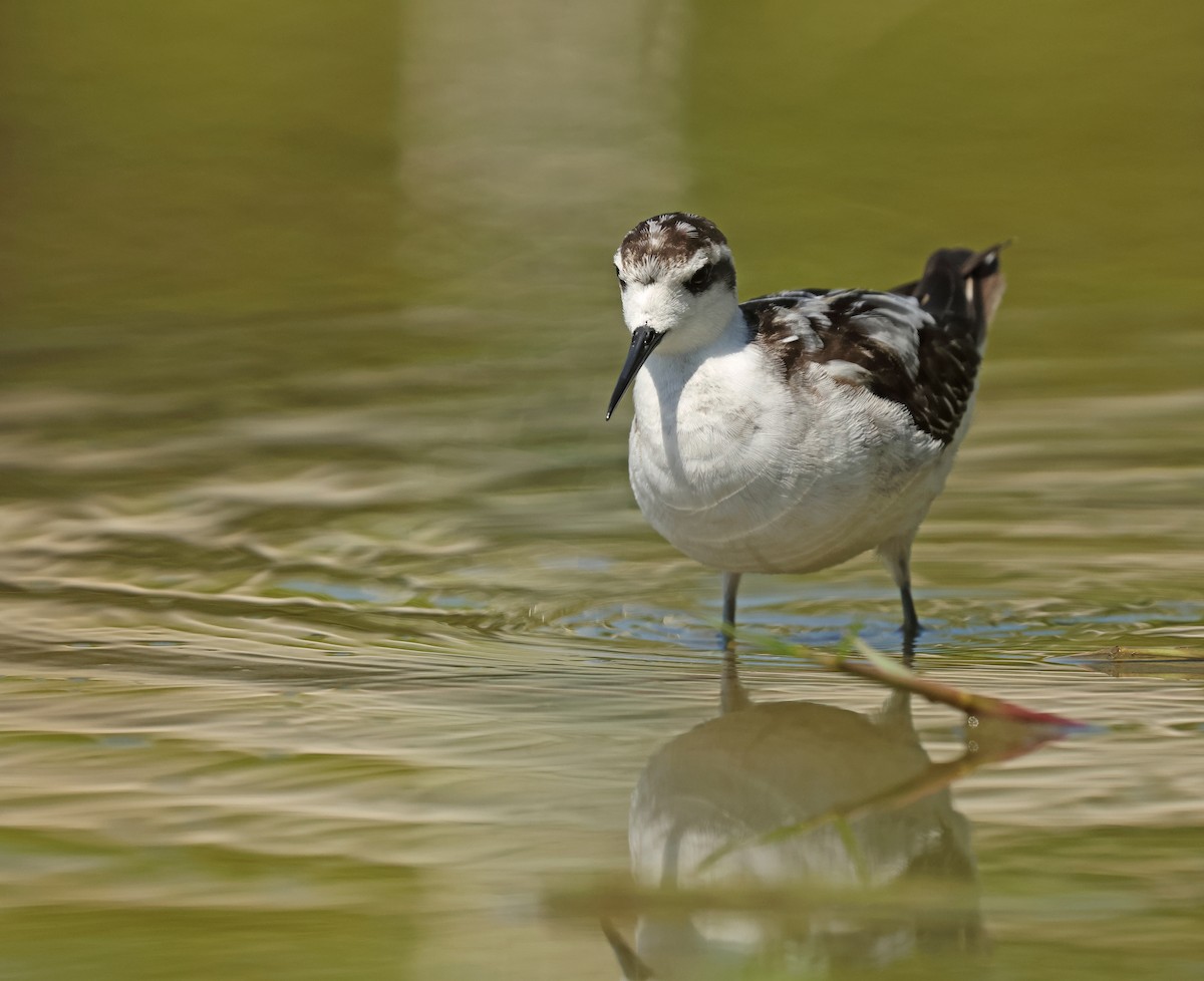 Red-necked Phalarope - ML645575071