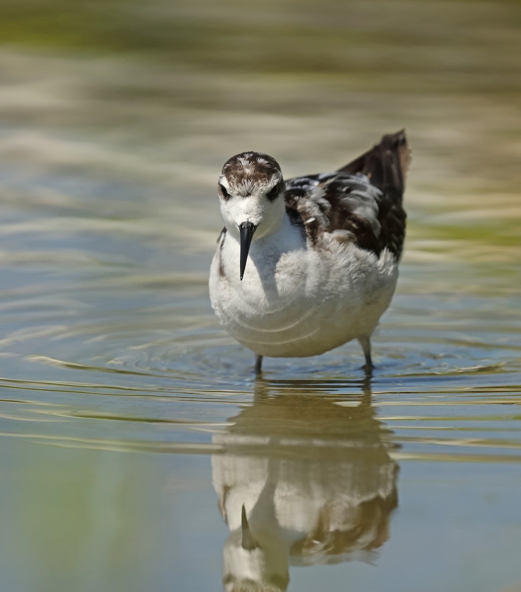 Red-necked Phalarope - ML645575072