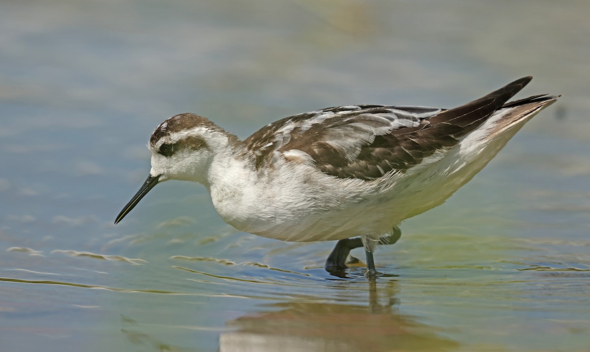 Red-necked Phalarope - ML645575073