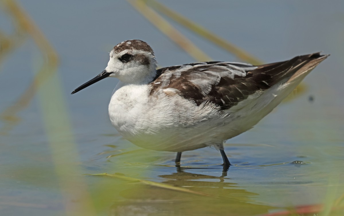 Red-necked Phalarope - ML645575074