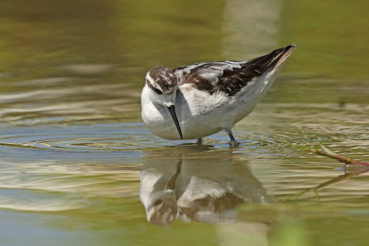 Red-necked Phalarope - ML645575075