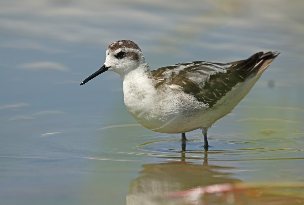 Red-necked Phalarope - ML645575076