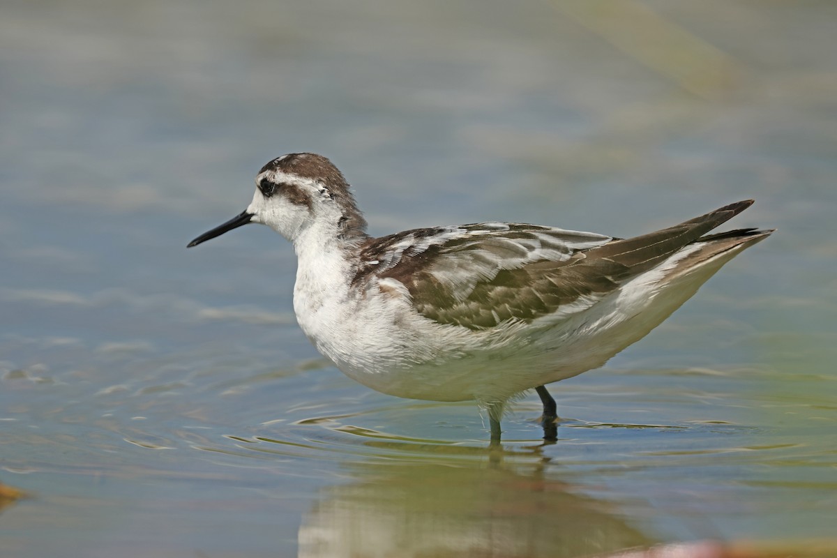 Red-necked Phalarope - ML645575077