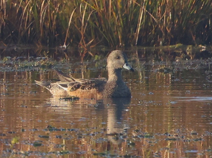 Свищ американський - ML645575089