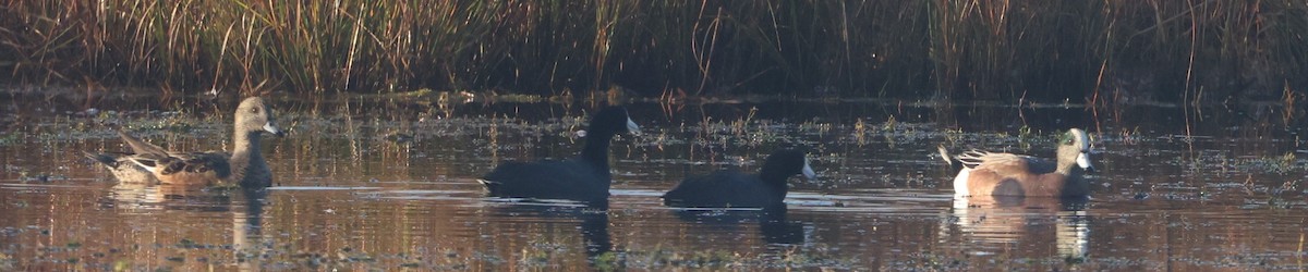 Свищ американський - ML645575090