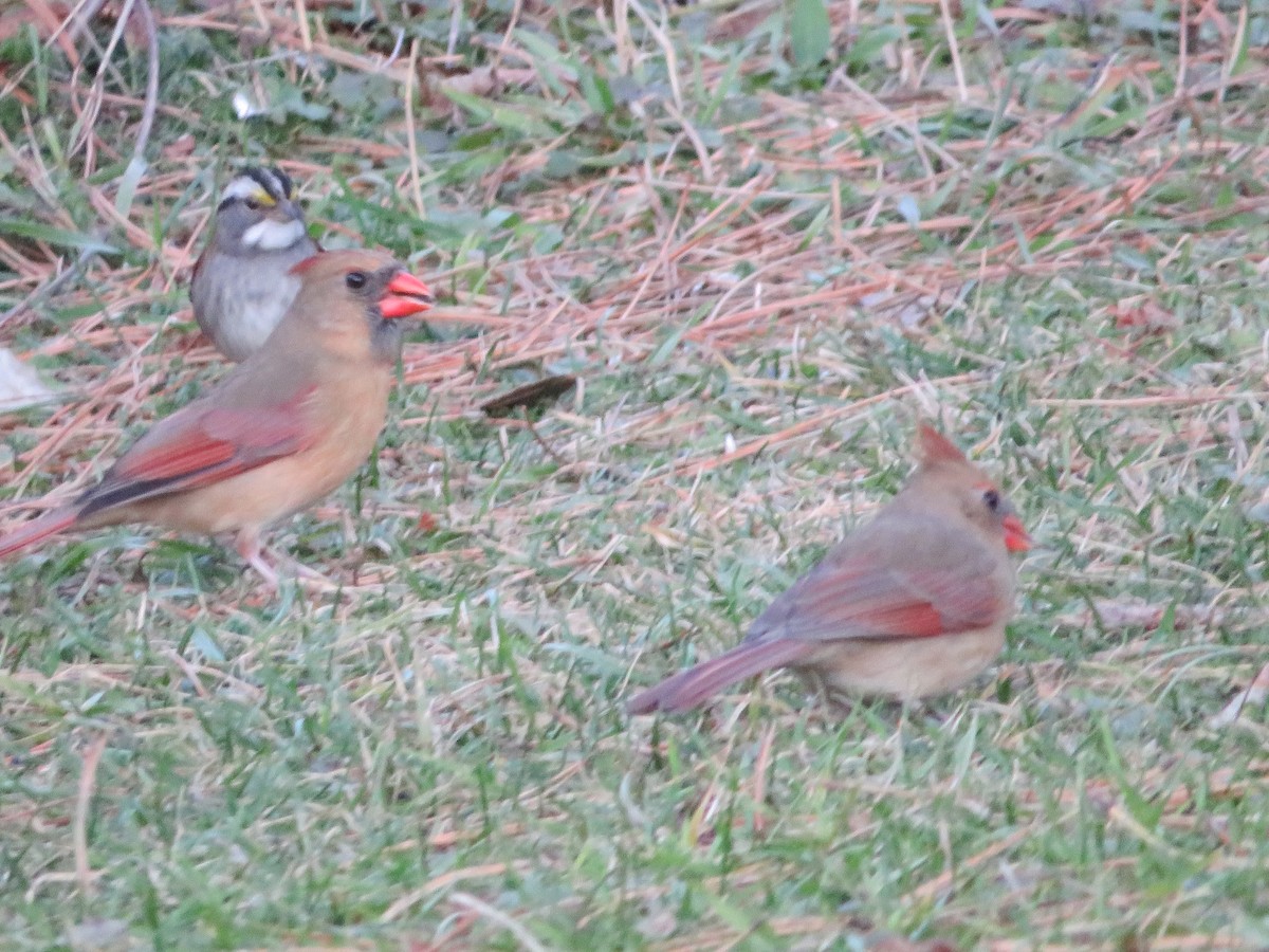 Красный кардинал - ML645575091