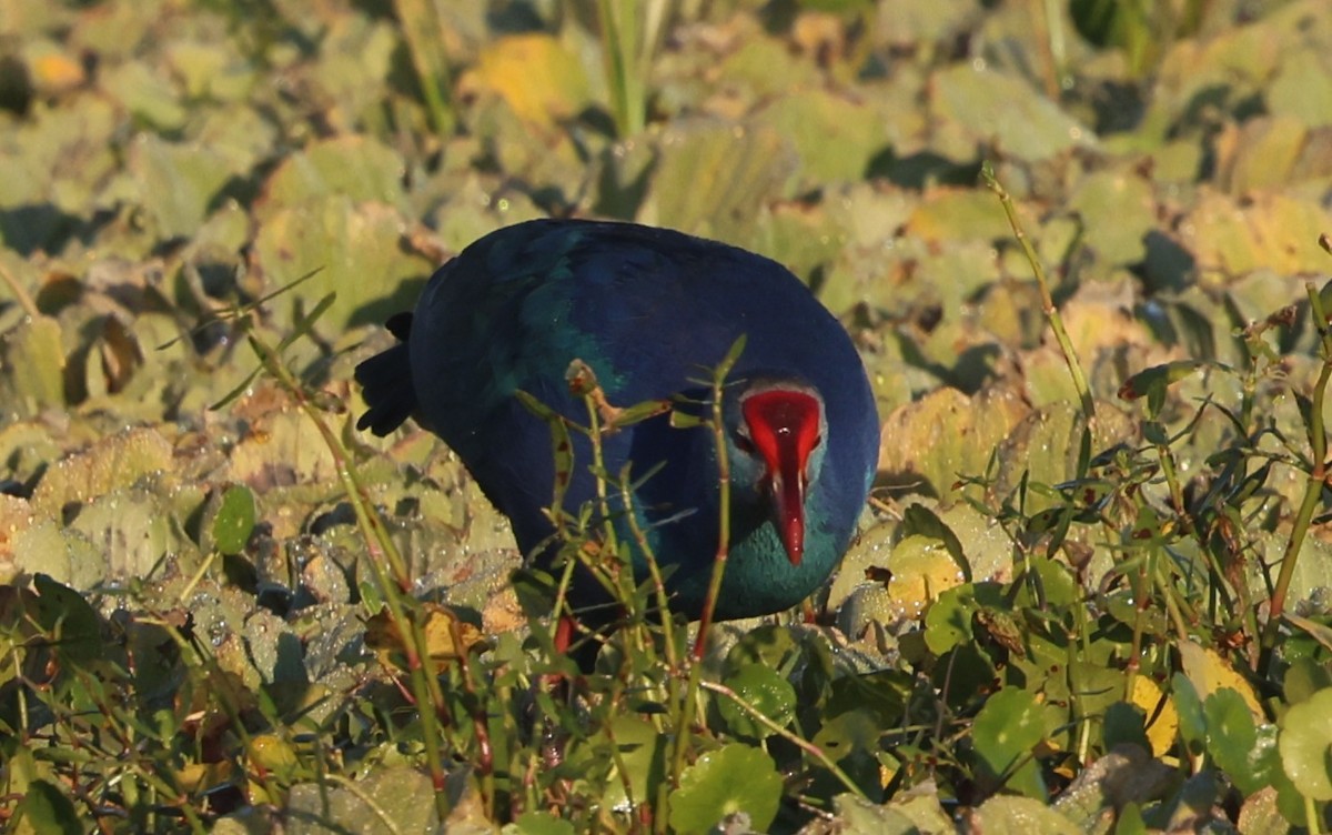 Uroilo urdin burugrisa - ML645575098