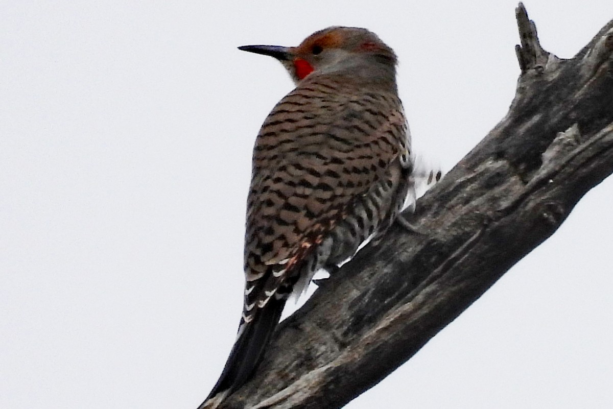 Northern Flicker (Yellow-shafted x Red-shafted) - ML645575099