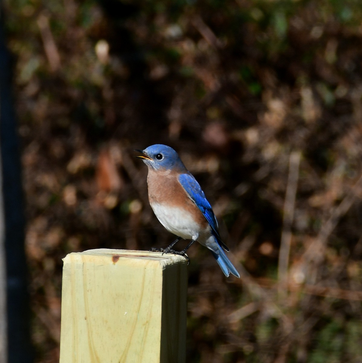 Eastern Bluebird - ML645575100