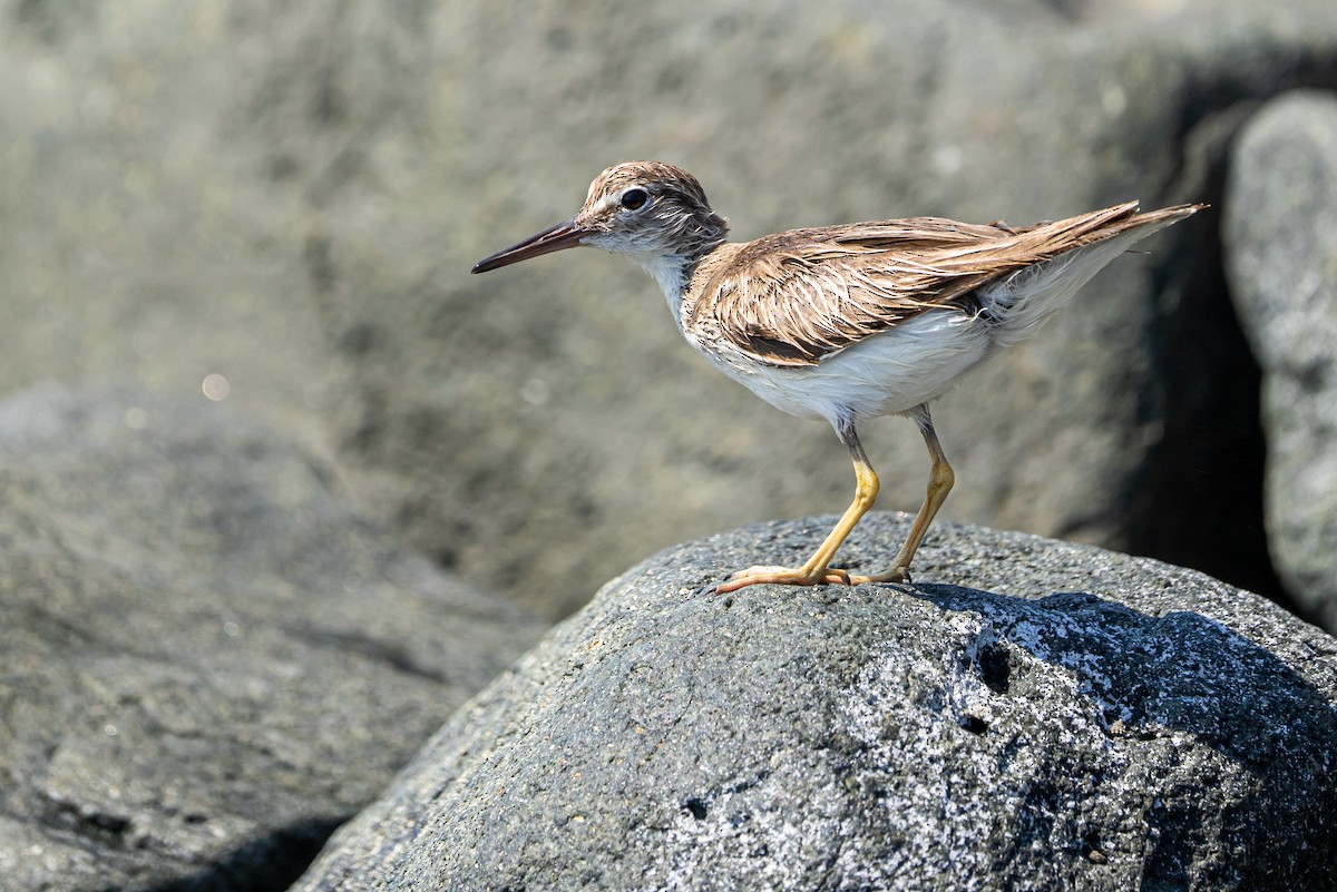 Spotted Sandpiper - ML645575101