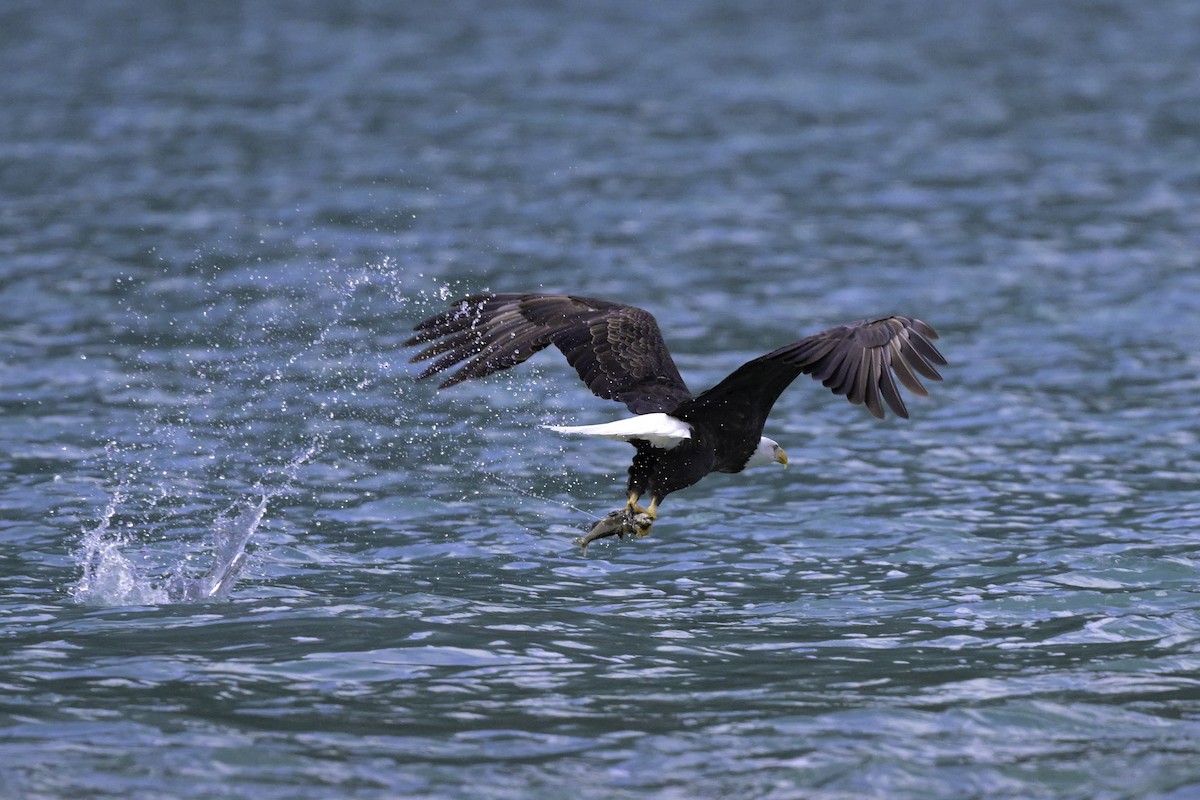 Pygargue à tête blanche - ML645575104