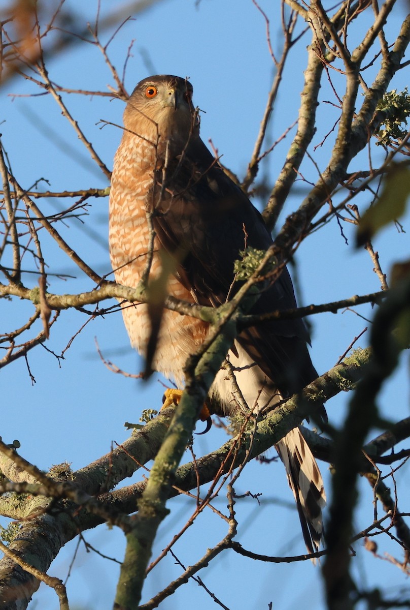 クーパーハイタカ - ML645575122