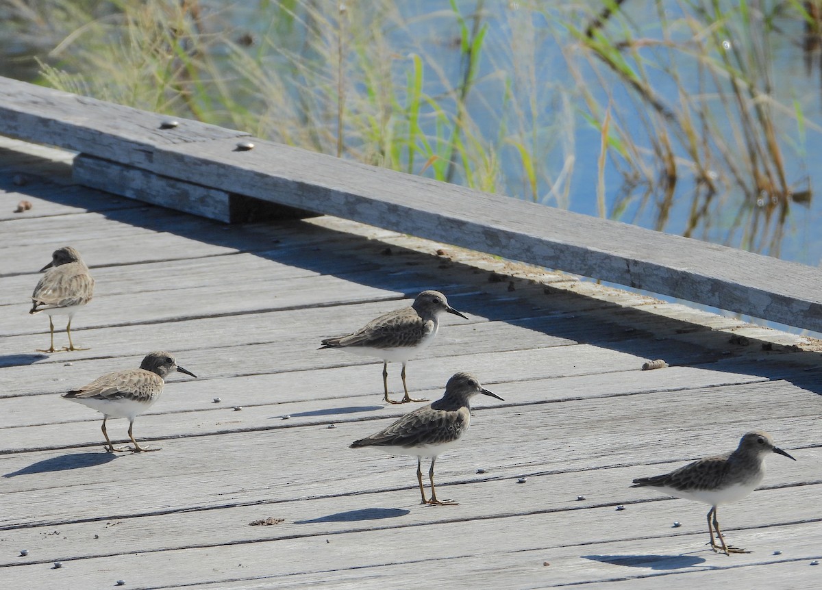 Least Sandpiper - ML645575130