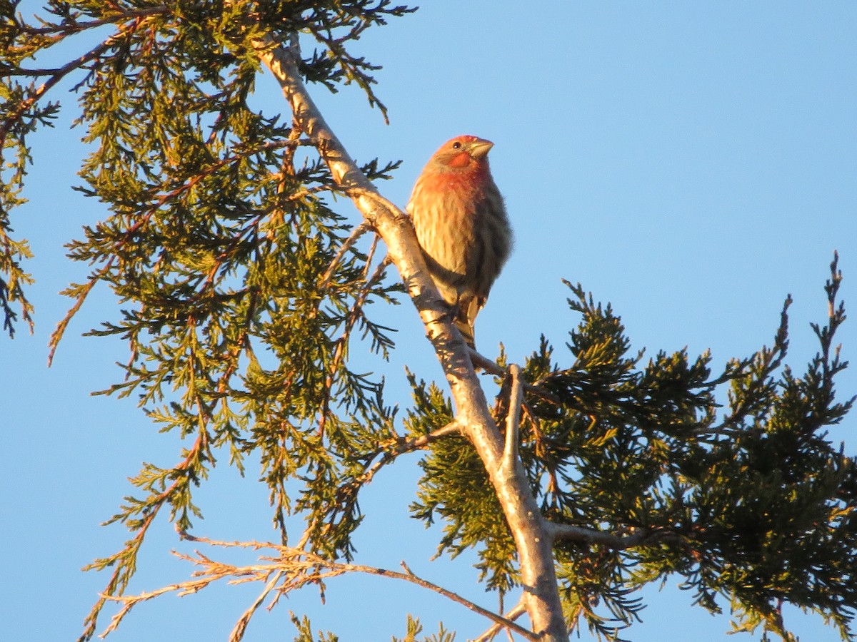 House Finch - ML645575131